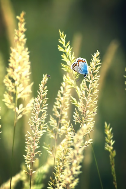 Beau papillon (bleu commun, Polyommatus icarus)