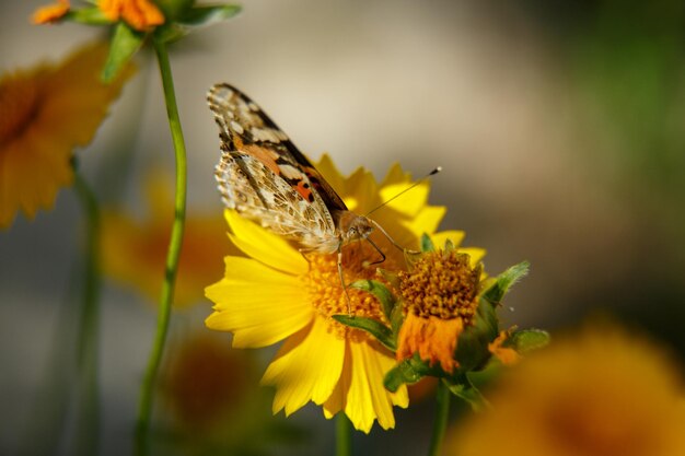 Un beau papillon boit du nectar d'une fleur jaune lors d'une mise au point sélective de macrophotographie de jour ensoleillé avec une faible profondeur