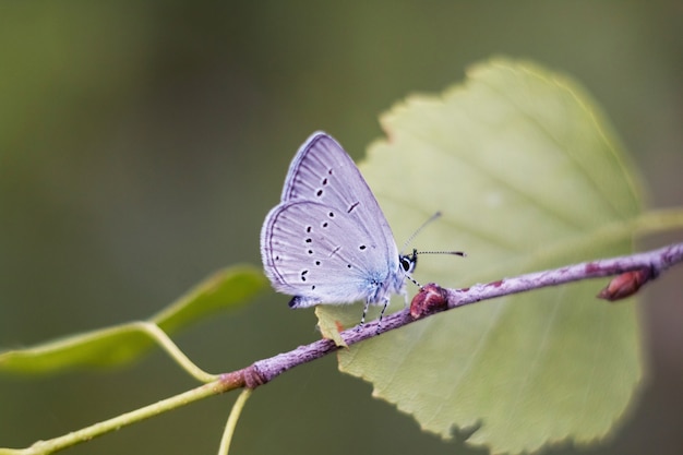 Beau papillon sur une branche avec un flou