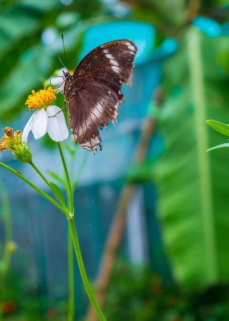 Beau papillon buvant une fleur douce dans le jardin