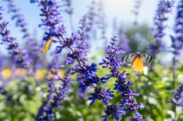 Photo le beau papillon sur le champ de fleurs de salvie bleue