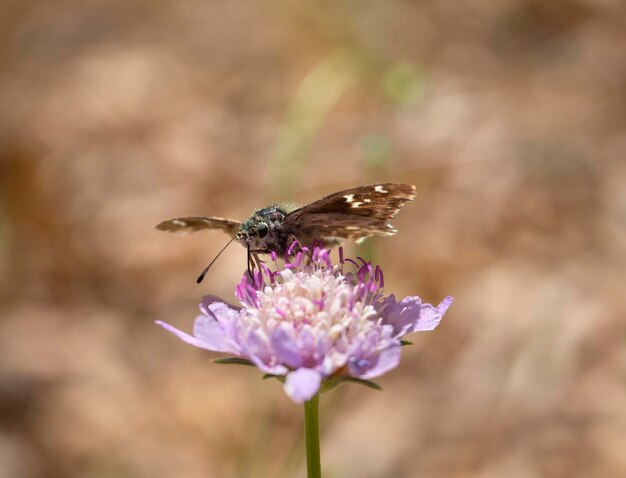 Beau papillon et un coléoptère perlé vert gros plan sur une fleur rose