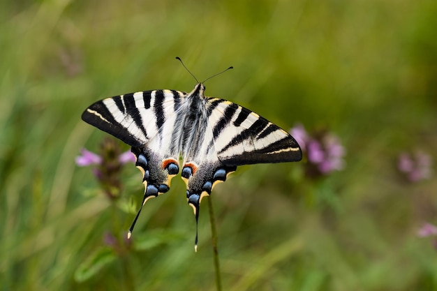 Photo beau papillon dans un champ de lavande