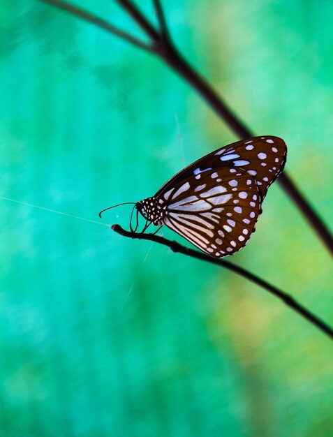 Beau papillon dans le jardin