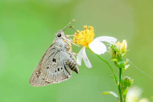 Beau papillon dans la nature