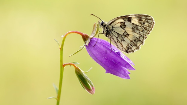 Un beau papillon est assis sur une fleur de lilas.