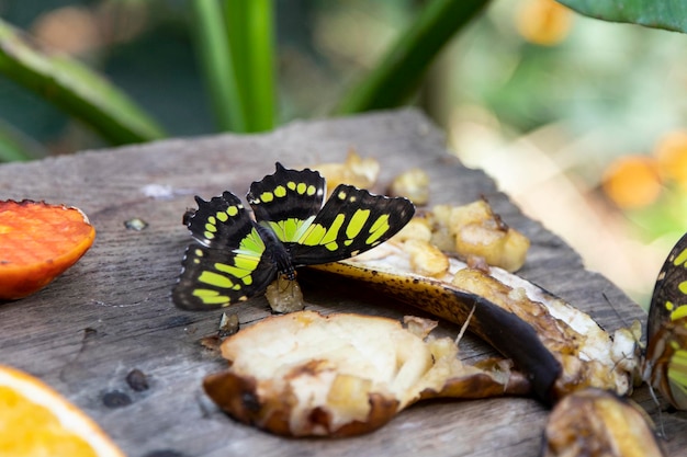Photo un beau papillon est une vue de dessus ordre des insectes avec inversion complète