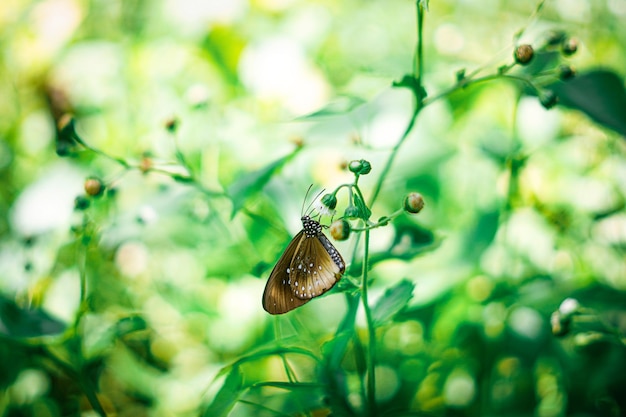 beau papillon Euploea midamus de couleur marron foncé perché sur une fleur blanche photo premium