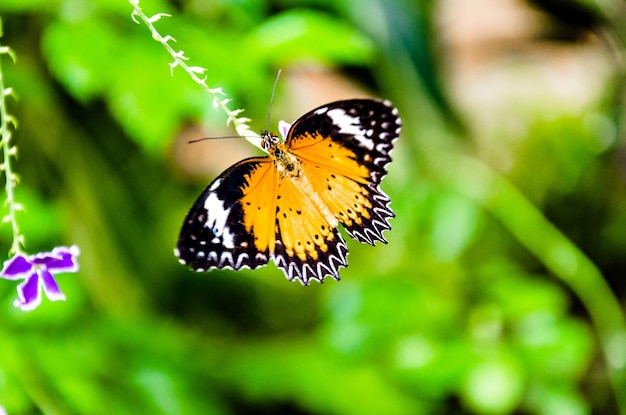 Beau papillon femelle Hypolimnas Missippus sur des feuilles vertes dans le jardin.