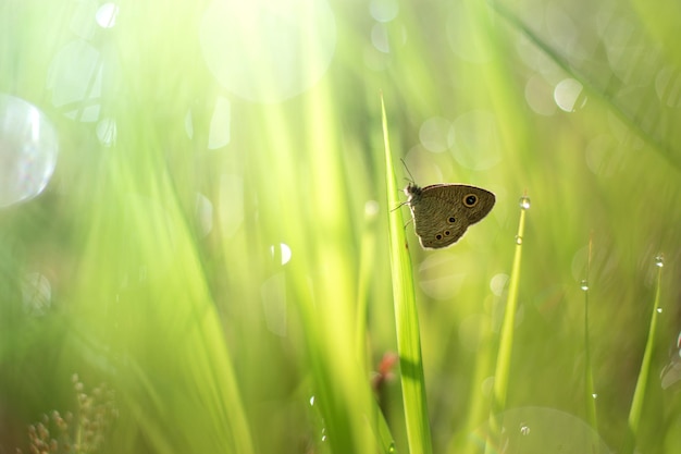 Beau papillon sur feuille