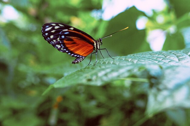 beau papillon sur les feuilles vertes des plantes du jardin