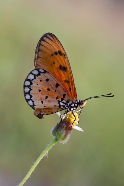 Beau papillon sur feuilles vertes