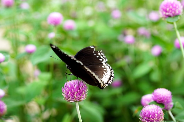 Un beau papillon sur une fleur d'amarante globe dans le jardin