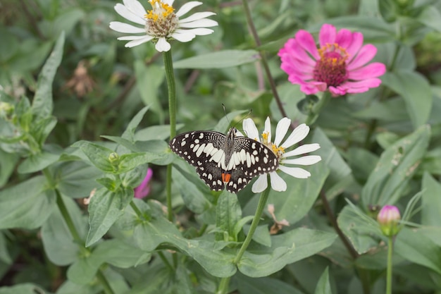 beau papillon sur fleur blanche