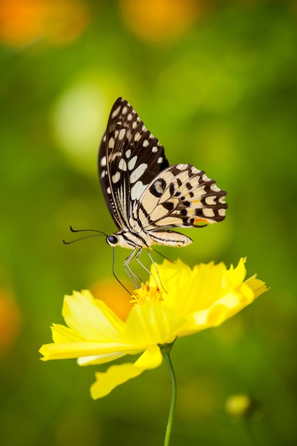 Beau papillon sur fleur dans jardin