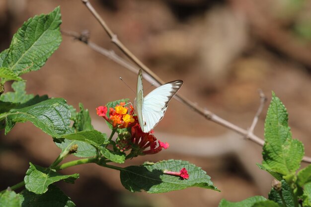 Beau papillon sur fleur rouge