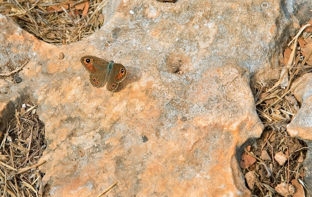 Beau papillon sur fond de pierre se bouchent