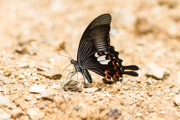 Beau papillon en forêt