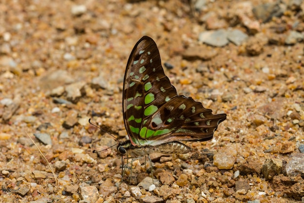 Beau papillon en forêt