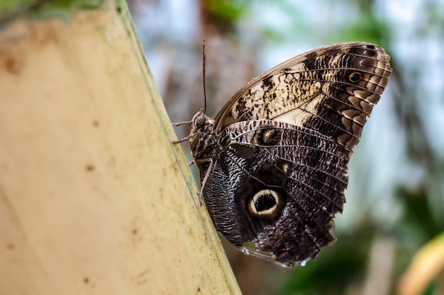 Beau papillon hibou Caligo Memnon sur un arrière-plan flou