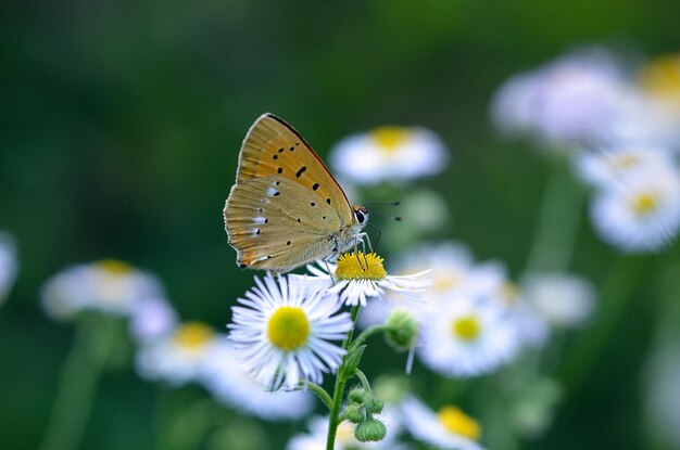 beau papillon sur une image macro de fleur blanche