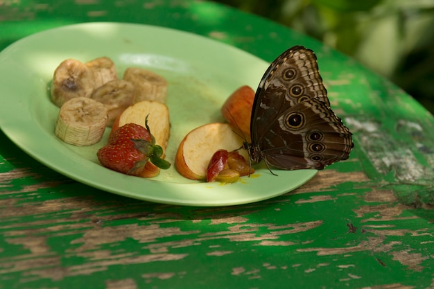 Beau papillon, insecte sur fond de nature verte, photographié à Schmetterlinghaus,