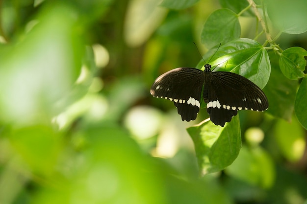 Beau papillon, insecte sur fond de nature verte, photographié à Schmetterlinghaus,
