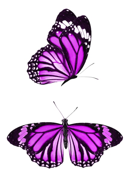 Photo beau papillon isolé sur fond blanc