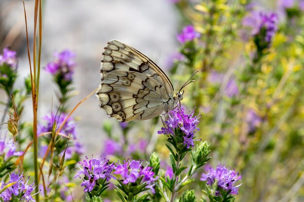 Un beau papillon lumineux élégant Melanargia galathea assis sur la fleur en gros plan de journée ensoleillée d'été