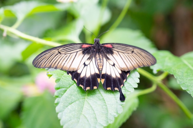 Beau papillon machaon noir sur un green leafe sur fond vert, faune