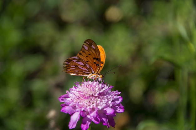 Beau papillon monarque flottant sur des fleurs et des chardons lilas