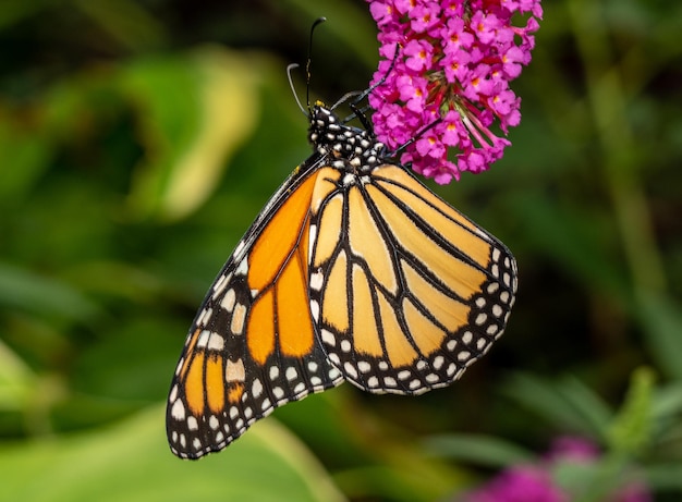 Beau papillon monarque orange et jaune se nourrissant des plantes dans un jardin domestique