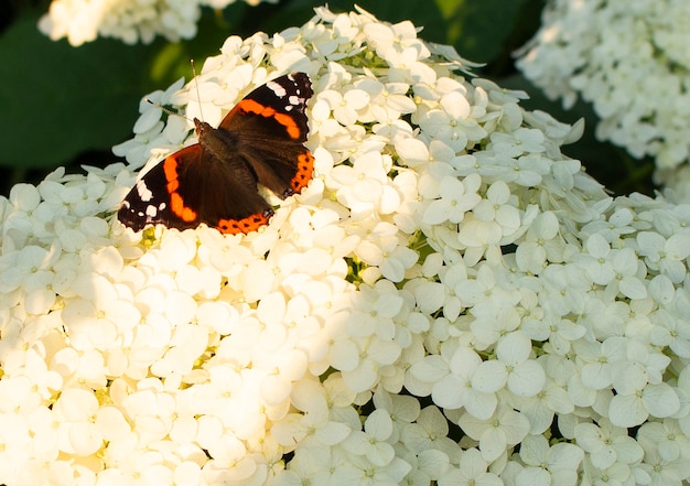 Un beau papillon multicolore est assis sur une fleur d'hortensia blanche en fleurs. Ils poussent dans le jardin.