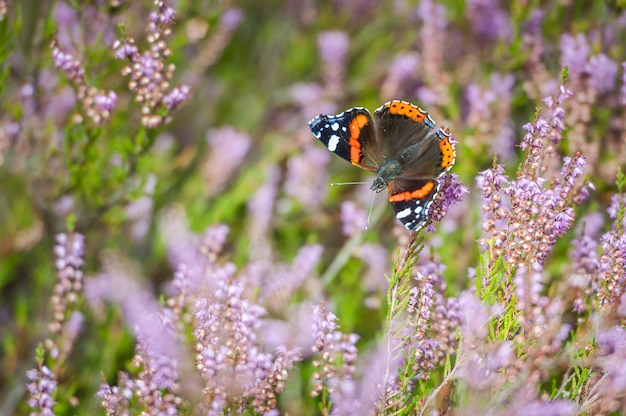 Beau papillon orange sur bruyère commune rose