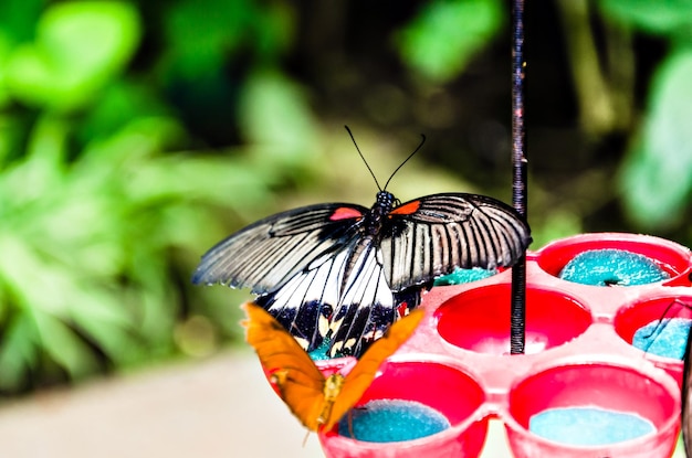 Beau papillon Papilio Memnon sur feuilles vertes.Lepidopteron.