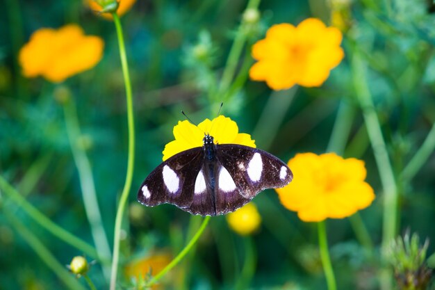 Beau papillon sur la plante à fleurs