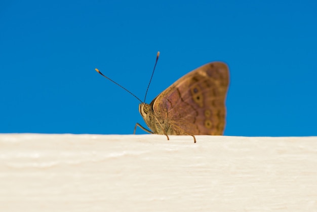 Beau papillon qui se repose. Photo prise à la plage en République Dominicaine.