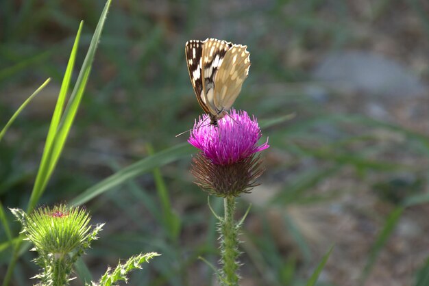 Un beau papillon réchauffe ses ailes dans les rayons du soleil Galatée panaché une espèce de papillon de la famille des soucis sur la fleur de chardon-mariebokeh