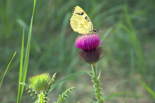 Un beau papillon réchauffe ses ailes dans les rayons du soleil Galatée panaché une espèce de papillon de la famille des soucis sur la fleur de chardon-mariebokeh