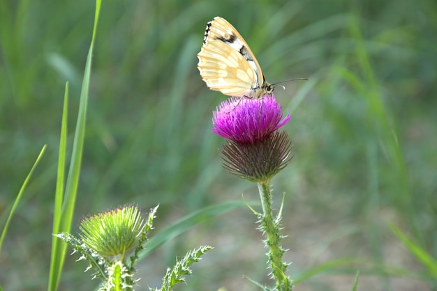 Un beau papillon réchauffe ses ailes dans les rayons du soleil Galatée panaché une espèce de papillon de la famille des soucis sur la fleur de chardon-mariebokeh