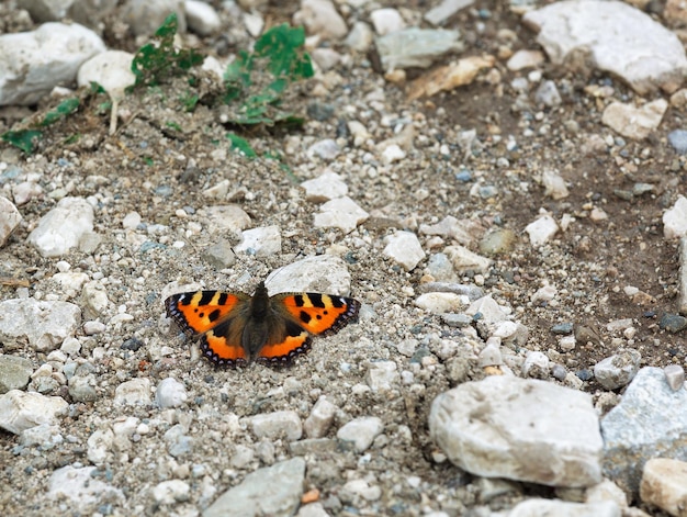 Beau papillon sur les rochers