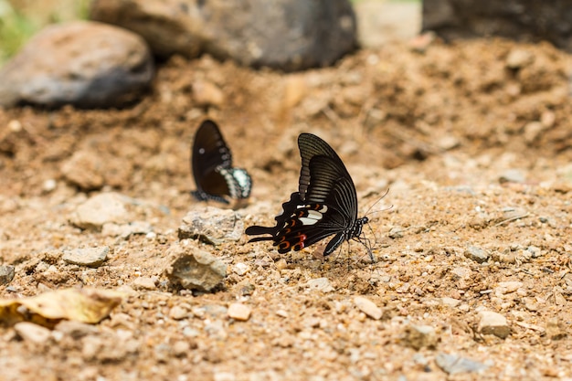 Beau papillon sur terre en forêt tropicale