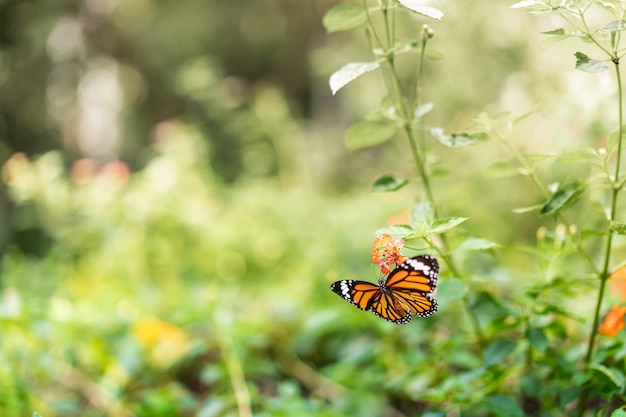 Beau papillon tigre commun sur fleur dans le jardin.