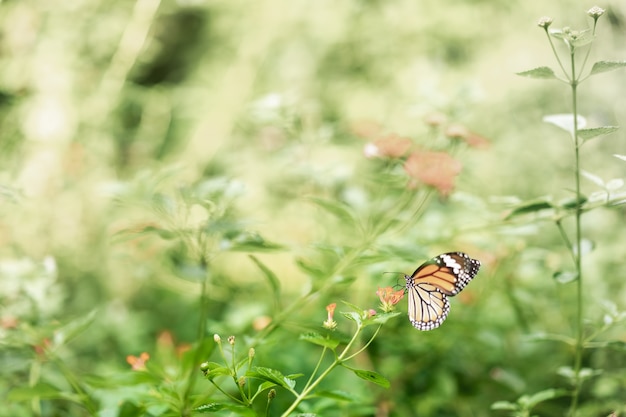 Beau papillon tigre commun sur fleur dans le jardin.