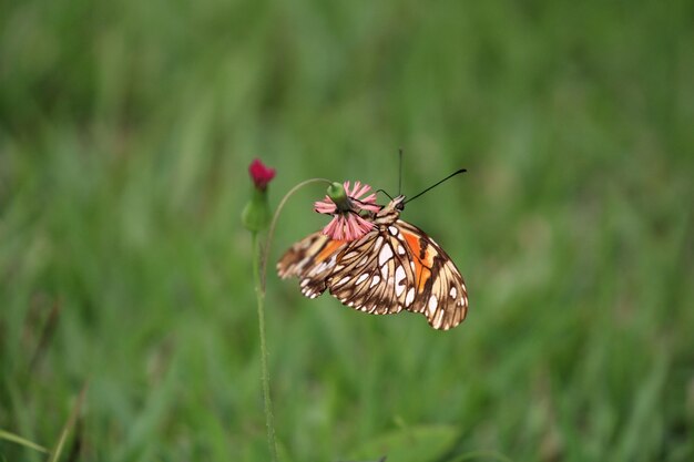 Beau papillon