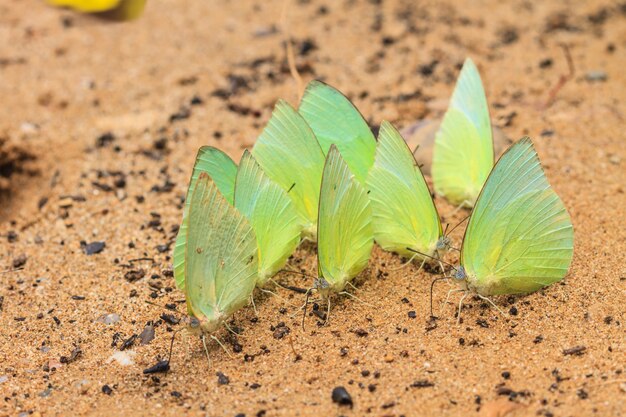 Beau papillon