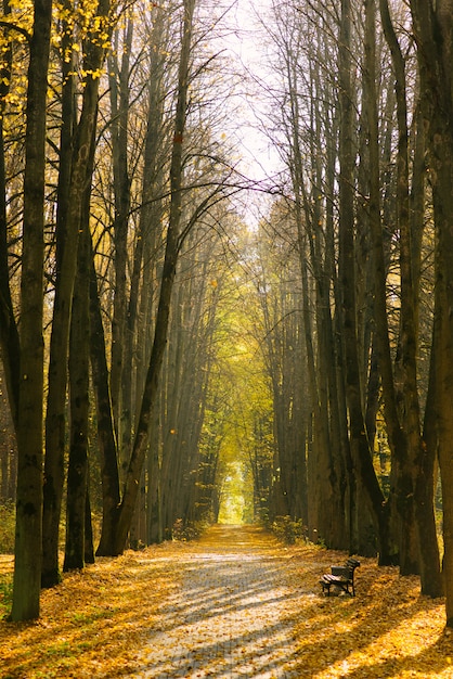 Beau parc d'automne, arbres sur l'allée avec un banc