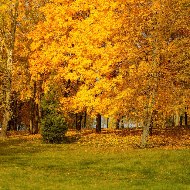 Beau parc d'automne au feuillage jaune par une journée ensoleillée