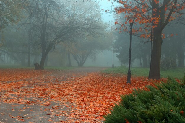 Beau parc d'automne avec un brouillard