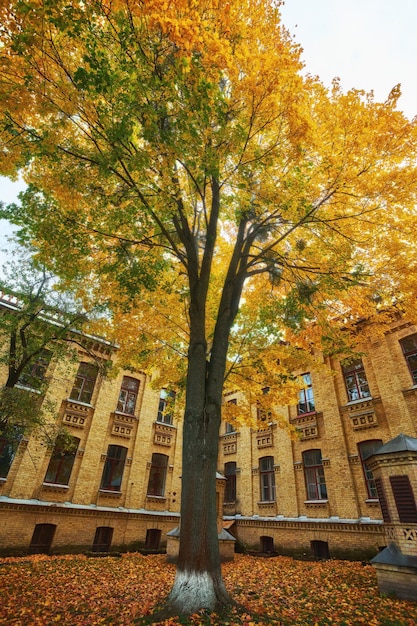 Beau parc d'automne coloré